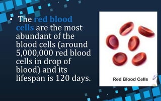 • The red blood
cells are the most
abundant of the
blood cells (around
5,000,000 red blood
cells in drop of
blood) and its
lifespan is 120 days.
 
