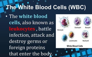 The White Blood Cells (WBC)
• The white blood
cells, also known as
leukocytes , battle
infection, attack and
destroy germs or
foreign proteins
that enter the body.
 