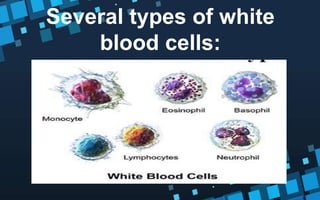 Several types of white
blood cells:
 