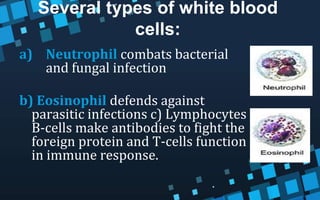 Several types of white blood
cells:
a) Neutrophil combats bacterial
and fungal infection
b) Eosinophil defends against
parasitic infections c) Lymphocytes
B-cells make antibodies to fight the
foreign protein and T-cells function
in immune response.
 