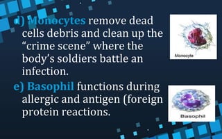 d) Monocytes remove dead
cells debris and clean up the
“crime scene” where the
body’s soldiers battle an
infection.
e) Basophil functions during
allergic and antigen (foreign
protein reactions.
 
