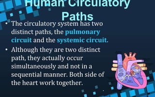 Human Circulatory
Paths
• The circulatory system has two
distinct paths, the pulmonary
circuit and the systemic circuit.
• Although they are two distinct
path, they actually occur
simultaneously and not in a
sequential manner. Both side of
the heart work together.
 