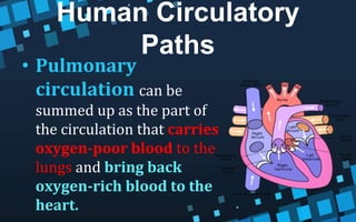 Human Circulatory
Paths
• Pulmonary
circulation can be
summed up as the part of
the circulation that carries
oxygen-poor blood to the
lungs and bring back
oxygen-rich blood to the
heart.
 