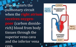 • Blood enters the
pulmonary circuit
when the right atrium
receives oxygen-
poor (carbon dioxide-
rich) blood from body
tissues through the
superior vena cava
and the inferior vena
 