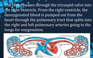 • The blood passes through the tricuspid valve into
the right ventricle. From the right ventricle, the
deoxygenated blood is pumped out from the
heart through the pulmonary tract that splits into
the right and left pulmonary arteries going to the
lungs for oxygenation.
 
