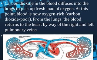 • Carbon dioxide in the blood diffuses into the
lungs to pick up fresh load of oxygen. At this
point, blood is now oxygen-rich (carbon
dioxide-poor). From the lungs, the blood
returns to the heart by way of the right and left
pulmonary veins.
• Pulmonary circulation end when oxygenated
blood returns to the heart
 