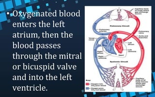 • Oxygenated blood
enters the left
atrium, then the
blood passes
through the mitral
or bicuspid valve
and into the left
ventricle.
 