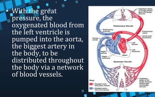 • With the great
pressure, the
oxygenated blood from
the left ventricle is
pumped into the aorta,
the biggest artery in
the body, to be
distributed throughout
the body via a network
of blood vessels.
 