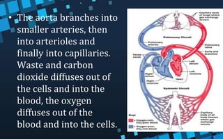 • The aorta branches into
smaller arteries, then
into arterioles and
finally into capillaries.
Waste and carbon
dioxide diffuses out of
the cells and into the
blood, the oxygen
diffuses out of the
blood and into the cells.
 