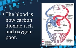 • The blood is
now carbon
dioxide-rich
and oxygen-
poor.
 