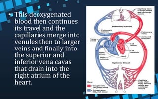 • This deoxygenated
blood then continues
its travel and the
capillaries merge into
venules then to larger
veins and finally into
the superior and
inferior vena cavas
that drain into the
right atrium of the
heart.
 