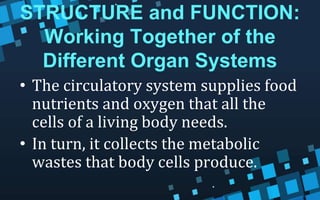 STRUCTURE and FUNCTION:
Working Together of the
Different Organ Systems
• The circulatory system supplies food
nutrients and oxygen that all the
cells of a living body needs.
• In turn, it collects the metabolic
wastes that body cells produce.
 