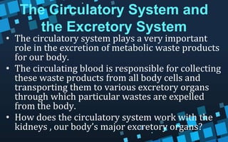 The Circulatory System and
the Excretory System
• The circulatory system plays a very important
role in the excretion of metabolic waste products
for our body.
• The circulating blood is responsible for collecting
these waste products from all body cells and
transporting them to various excretory organs
through which particular wastes are expelled
from the body.
• How does the circulatory system work with the
kidneys , our body’s major excretory organs?
 