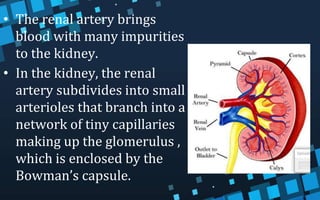 • The renal artery brings
blood with many impurities
to the kidney.
• In the kidney, the renal
artery subdivides into small
arterioles that branch into a
network of tiny capillaries
making up the glomerulus ,
which is enclosed by the
Bowman’s capsule.
 