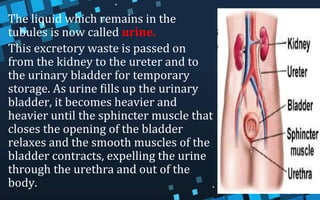 • The liquid which remains in the
tubules is now called urine.
• This excretory waste is passed on
from the kidney to the ureter and to
the urinary bladder for temporary
storage. As urine fills up the urinary
bladder, it becomes heavier and
heavier until the sphincter muscle that
closes the opening of the bladder
relaxes and the smooth muscles of the
bladder contracts, expelling the urine
through the urethra and out of the
body.
 