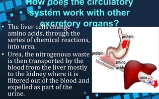 How does the circulatory
system work with other
excretory organs?
• The liver cells change
amino acids, through the
series of chemical reactions,
into urea.
• Urea, the nitrogenous waste
is then transported by the
blood from the liver mostly
to the kidney where it is
filtered out of the blood and
expelled as part of the
urine.
 