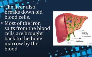 • The liver also
breaks down old
blood cells.
• Most of the iron
salts from the blood
cells are brought
back to the bone
marrow by the
blood.
 
