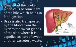 • The rest of the broken
blood cells become part
of the bile which helps in
fat digestion.
• Urea is also transported
by the blood from the
liver to the sweat glands
of the skin where it is
expelled as part of sweat,
another excretory waste.
 