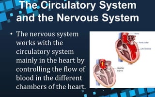 The Circulatory System
and the Nervous System
• The nervous system
works with the
circulatory system
mainly in the heart by
controlling the flow of
blood in the different
chambers of the heart.
 