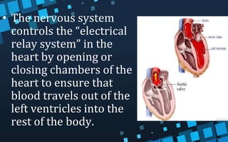 • The nervous system
controls the “electrical
relay system” in the
heart by opening or
closing chambers of the
heart to ensure that
blood travels out of the
left ventricles into the
rest of the body.
 
