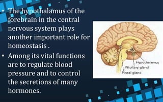 • The hypothalamus of the
forebrain in the central
nervous system plays
another important role for
homeostasis .
• Among its vital functions
are to regulate blood
pressure and to control
the secretions of many
hormones.
 