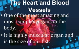 • One of the most amazing and
most complex organs in the
body.
• It is highly muscular organ and
is the size of our fist.
The Heart and Blood
Vessels
 