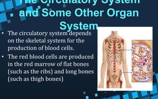 The Circulatory System
and Some Other Organ
System
• The circulatory system depends
on the skeletal system for the
production of blood cells.
• The red blood cells are produced
in the red marrow of flat bones
(such as the ribs) and long bones
(such as thigh bones)
 