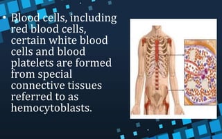 • Blood cells, including
red blood cells,
certain white blood
cells and blood
platelets are formed
from special
connective tissues
referred to as
hemocytoblasts.
 