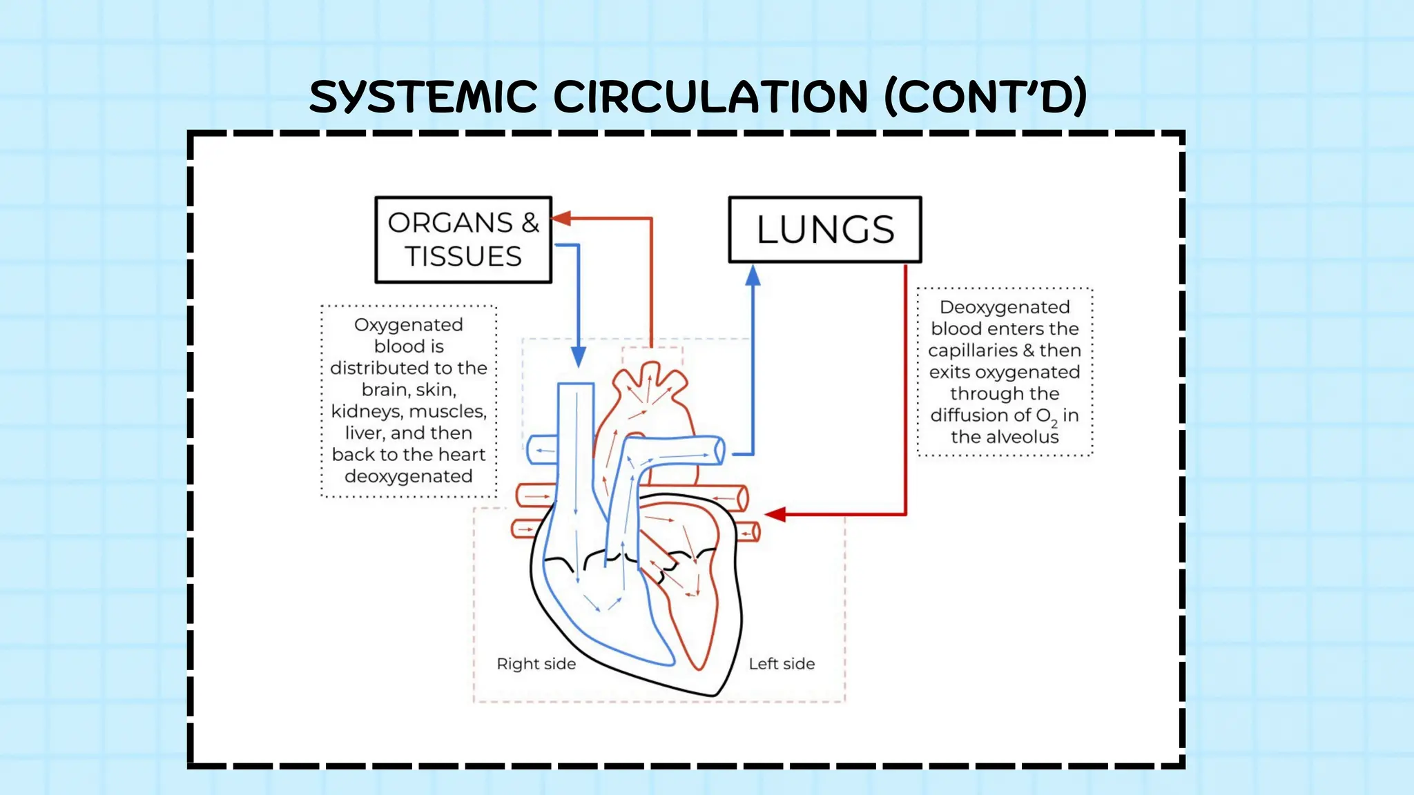 SYSTEMIC CIRCULATION (CONT’D)
 