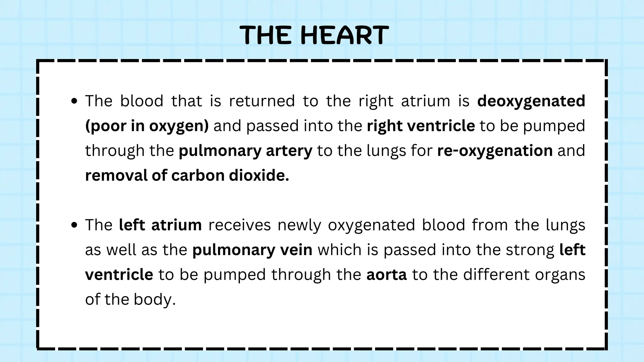 THE HEART
The blood that is returned to the right atrium is deoxygenated
(poor in oxygen) and passed into the right ventricle to be pumped
through the pulmonary artery to the lungs for re-oxygenation and
removal of carbon dioxide.
The left atrium receives newly oxygenated blood from the lungs
as well as the pulmonary vein which is passed into the strong left
ventricle to be pumped through the aorta to the different organs
of the body.
 