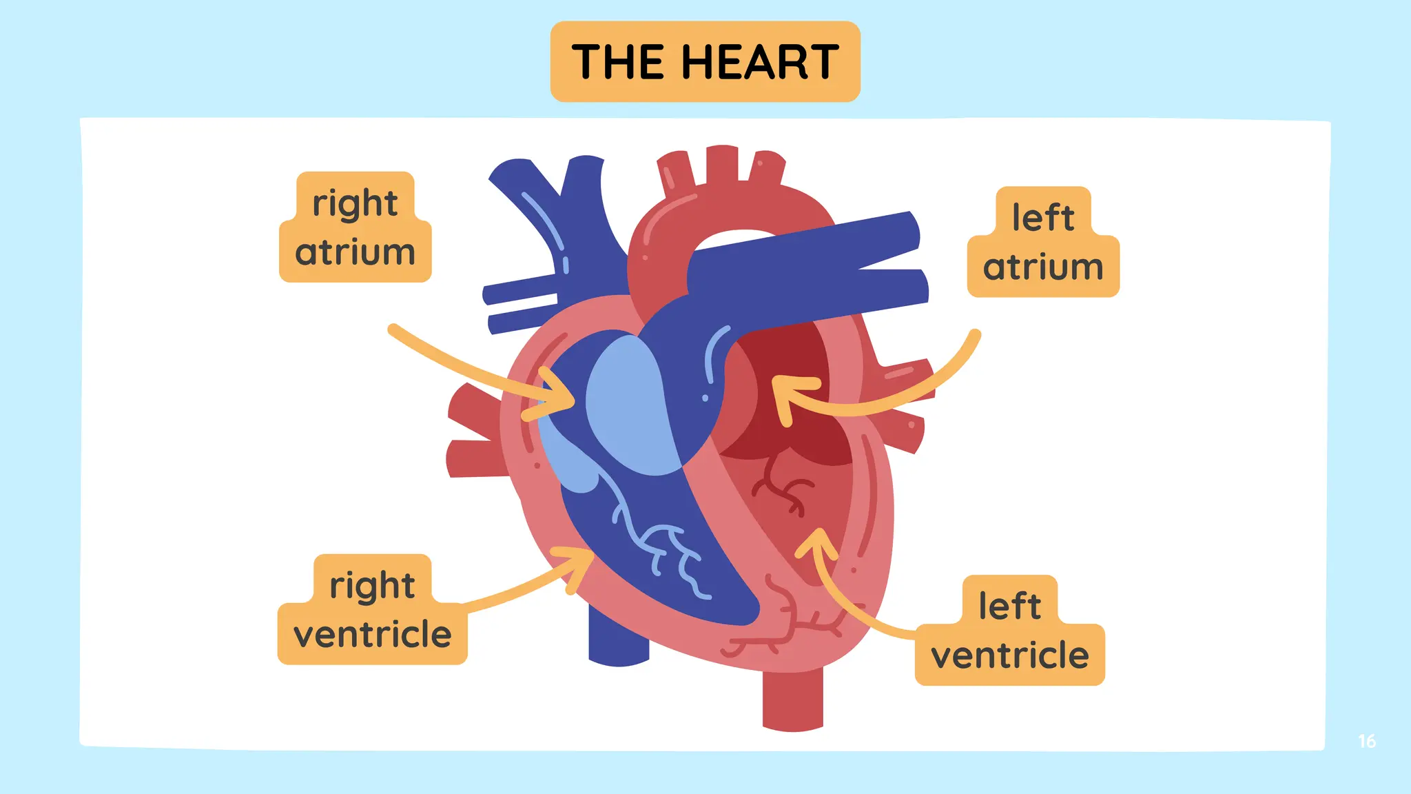 left
atrium
right
atrium
right
ventricle
left
ventricle
16
THE HEART
 