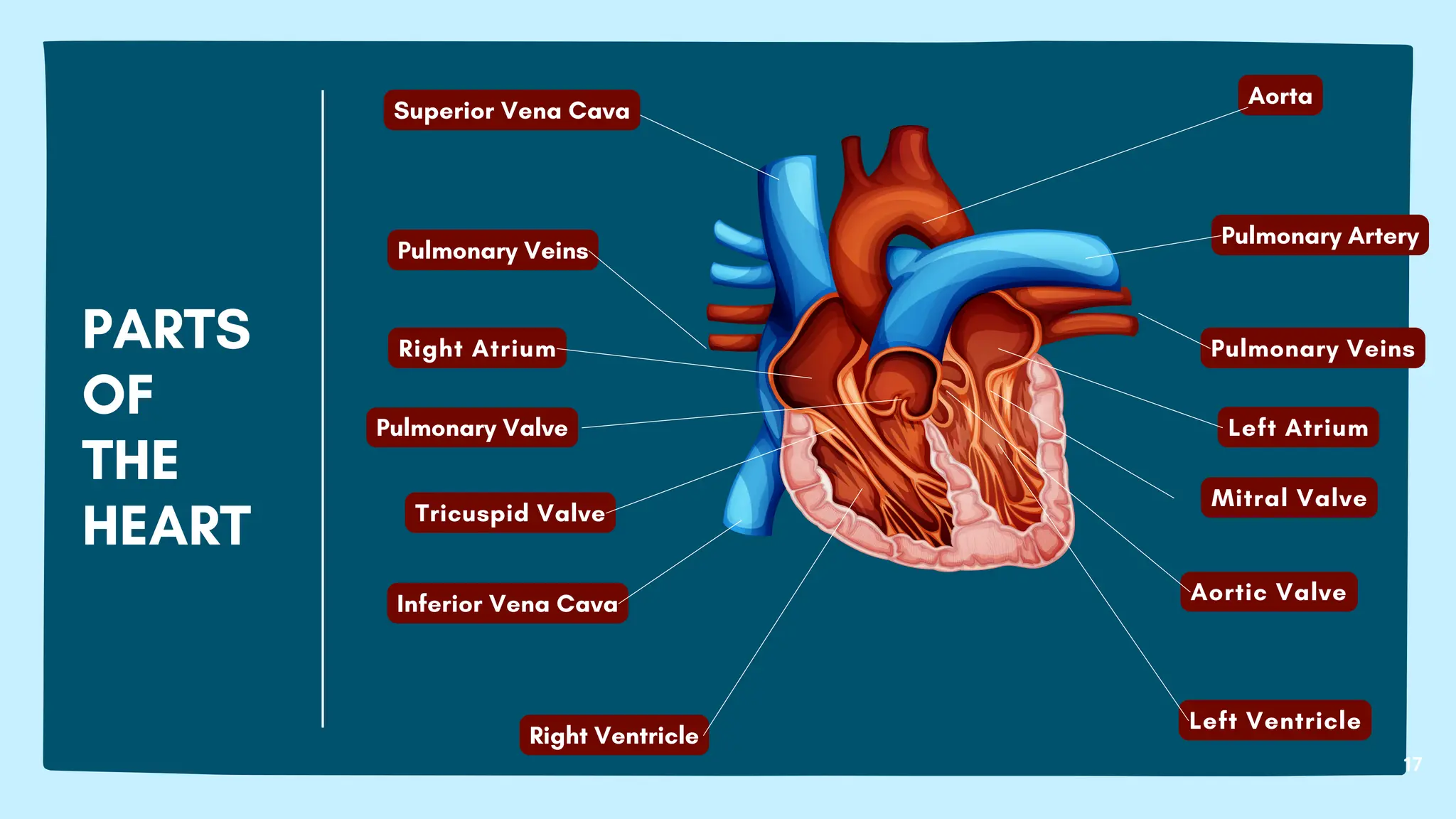17
PARTS
OF
THE
HEART
Pulmonary Veins
Right Atrium
Tricuspid Valve
Right Ventricle
Inferior Vena Cava
Left Ventricle
Pulmonary Veins
Pulmonary Artery
Aorta
Left Atrium
Superior Vena Cava
Mitral Valve
Pulmonary Valve
Aortic Valve
 