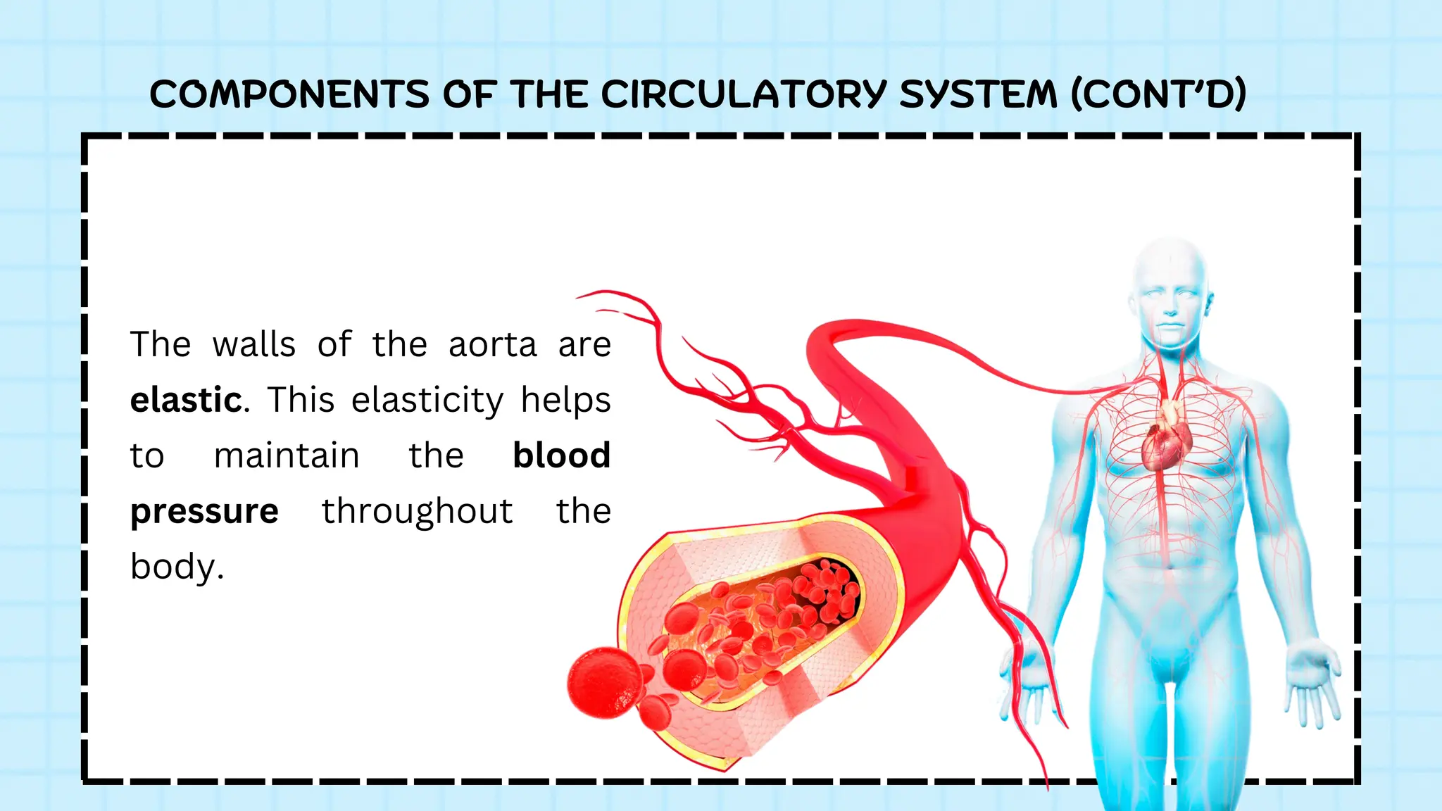 COMPONENTS OF THE CIRCULATORY SYSTEM (CONT’D)
The walls of the aorta are
elastic. This elasticity helps
to maintain the blood
pressure throughout the
body.
 