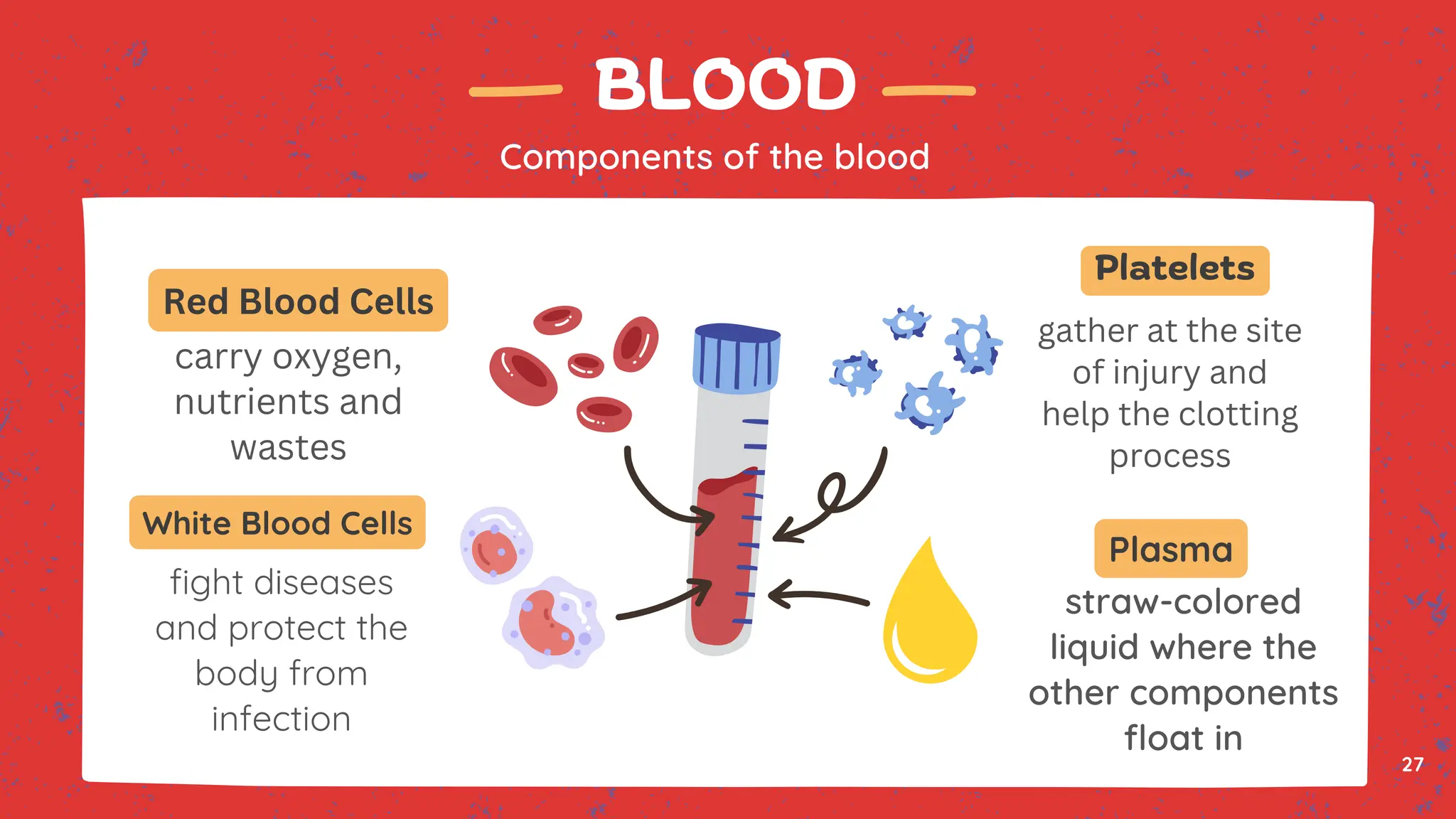 BLOOD
Components of the blood
carry oxygen,
nutrients and
wastes
fight diseases
and protect the
body from
infection
straw-colored
liquid where the
other components
float in
gather at the site
of injury and
help the clotting
process
Red Blood Cells
White Blood Cells
Platelets
Plasma
27
 