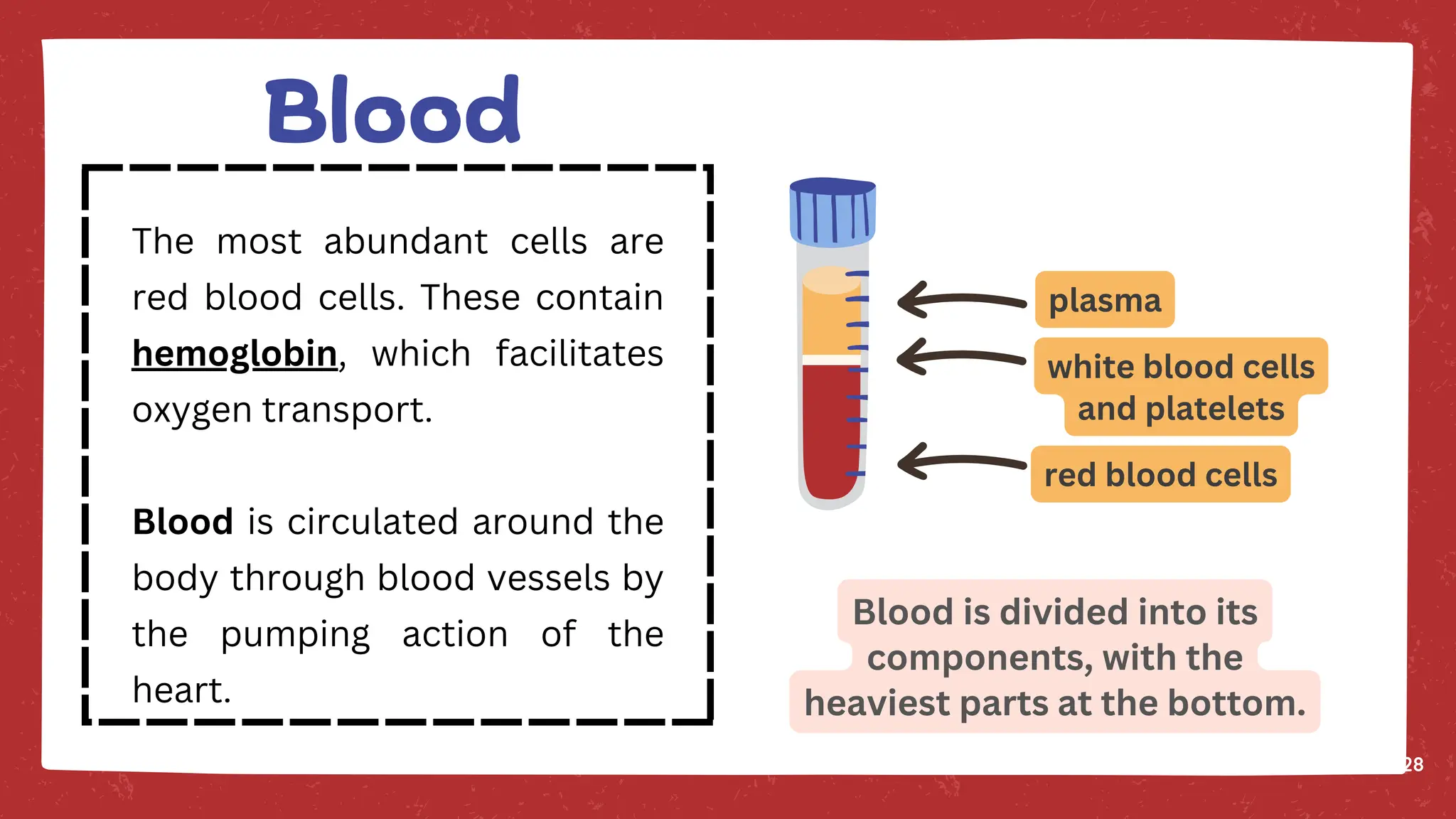 Blood is divided into its
components, with the
heaviest parts at the bottom.
plasma
white blood cells
and platelets
red blood cells
28
The most abundant cells are
red blood cells. These contain
hemoglobin, which facilitates
oxygen transport.
Blood is circulated around the
body through blood vessels by
the pumping action of the
heart.
Blood
 