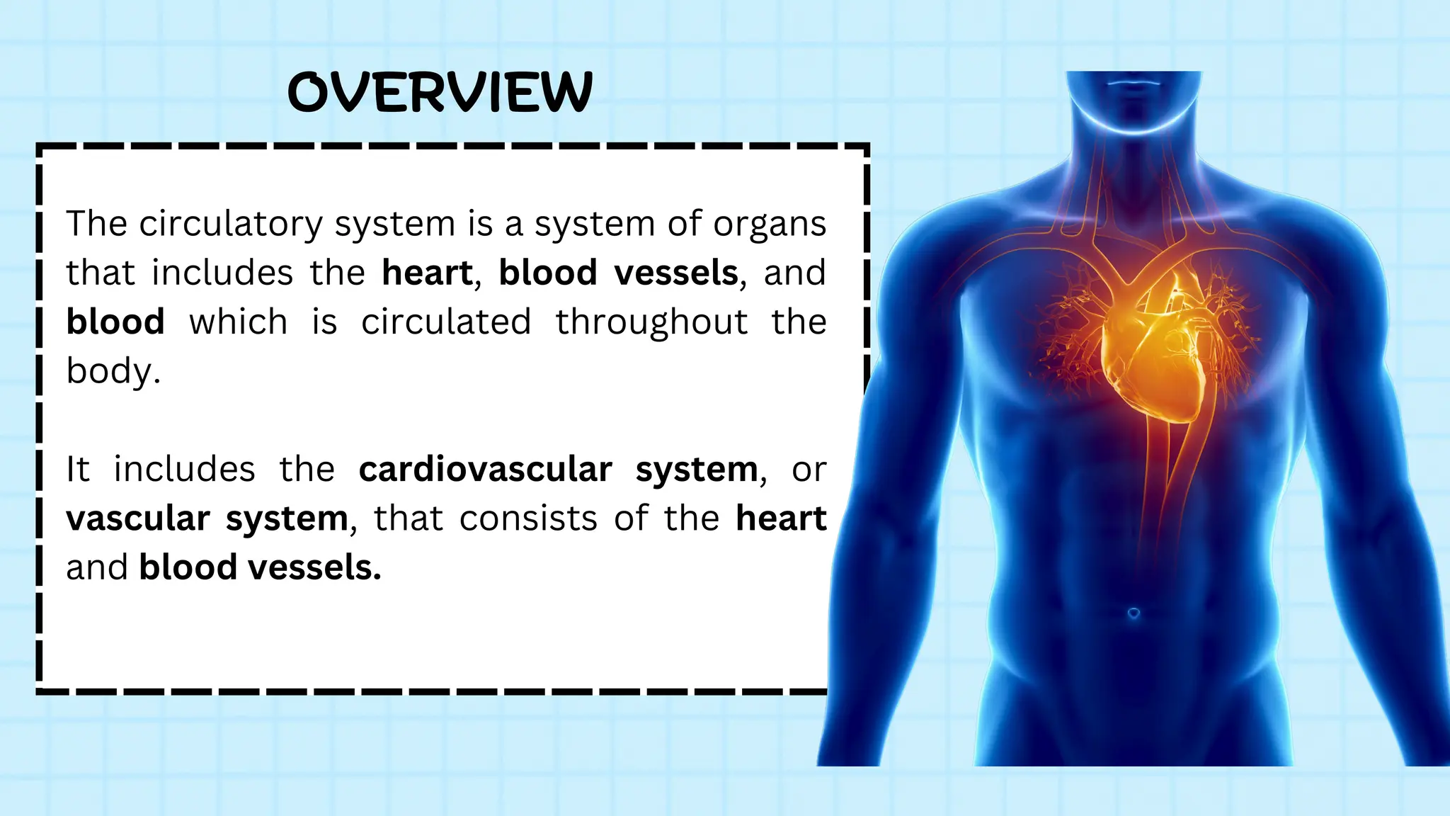 The circulatory system is a system of organs
that includes the heart, blood vessels, and
blood which is circulated throughout the
body.
It includes the cardiovascular system, or
vascular system, that consists of the heart
and blood vessels.
OVERVIEW
 