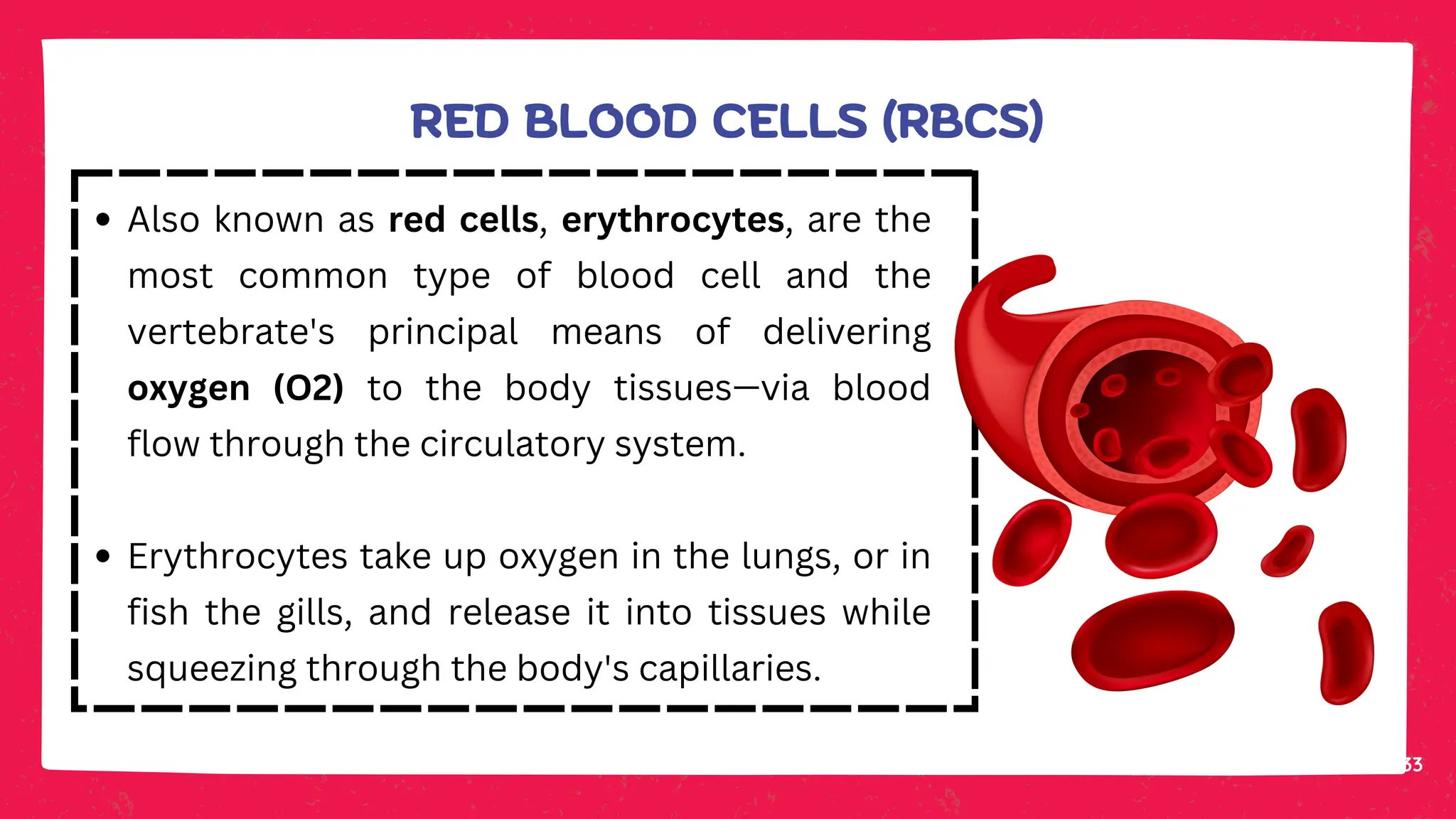 33
Also known as red cells, erythrocytes, are the
most common type of blood cell and the
vertebrate's principal means of delivering
oxygen (O2) to the body tissues—via blood
flow through the circulatory system.
Erythrocytes take up oxygen in the lungs, or in
fish the gills, and release it into tissues while
squeezing through the body's capillaries.
RED BLOOD CELLS (RBCS)
 