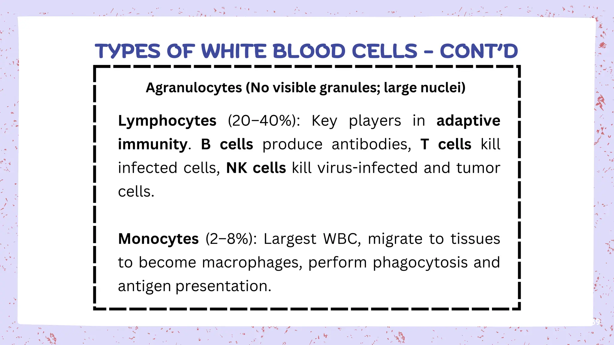 39
Agranulocytes (No visible granules; large nuclei)
Lymphocytes (20–40%): Key players in adaptive
immunity. B cells produce antibodies, T cells kill
infected cells, NK cells kill virus-infected and tumor
cells.
Monocytes (2–8%): Largest WBC, migrate to tissues
to become macrophages, perform phagocytosis and
antigen presentation.
TYPES OF WHITE BLOOD CELLS - CONT’D
 