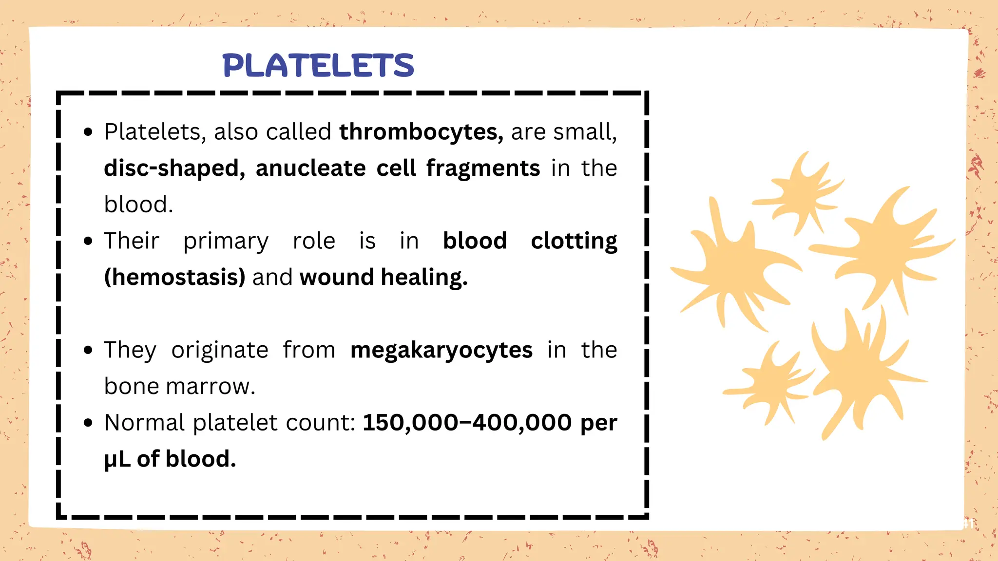 Platelets, also called thrombocytes, are small,
disc-shaped, anucleate cell fragments in the
blood.
Their primary role is in blood clotting
(hemostasis) and wound healing.
They originate from megakaryocytes in the
bone marrow.
Normal platelet count: 150,000–400,000 per
μL of blood.
41
PLATELETS
 