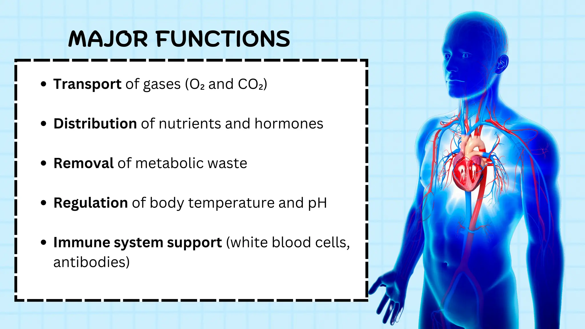 Transport of gases (O₂ and CO₂)
Distribution of nutrients and hormones
Removal of metabolic waste
Regulation of body temperature and pH
Immune system support (white blood cells,
antibodies)
MAJOR FUNCTIONS
 