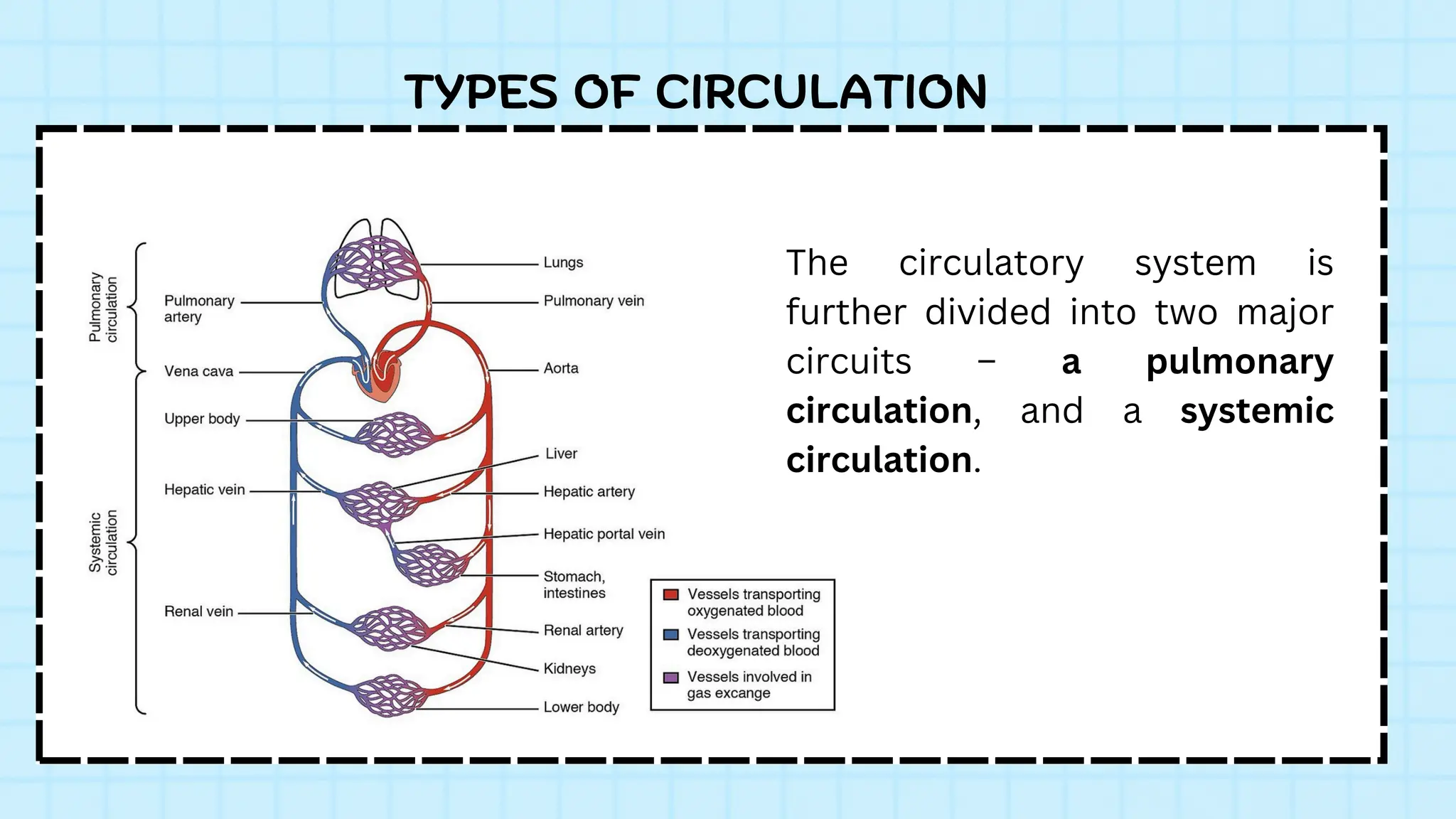The circulatory system is
further divided into two major
circuits – a pulmonary
circulation, and a systemic
circulation.
TYPES OF CIRCULATION
 