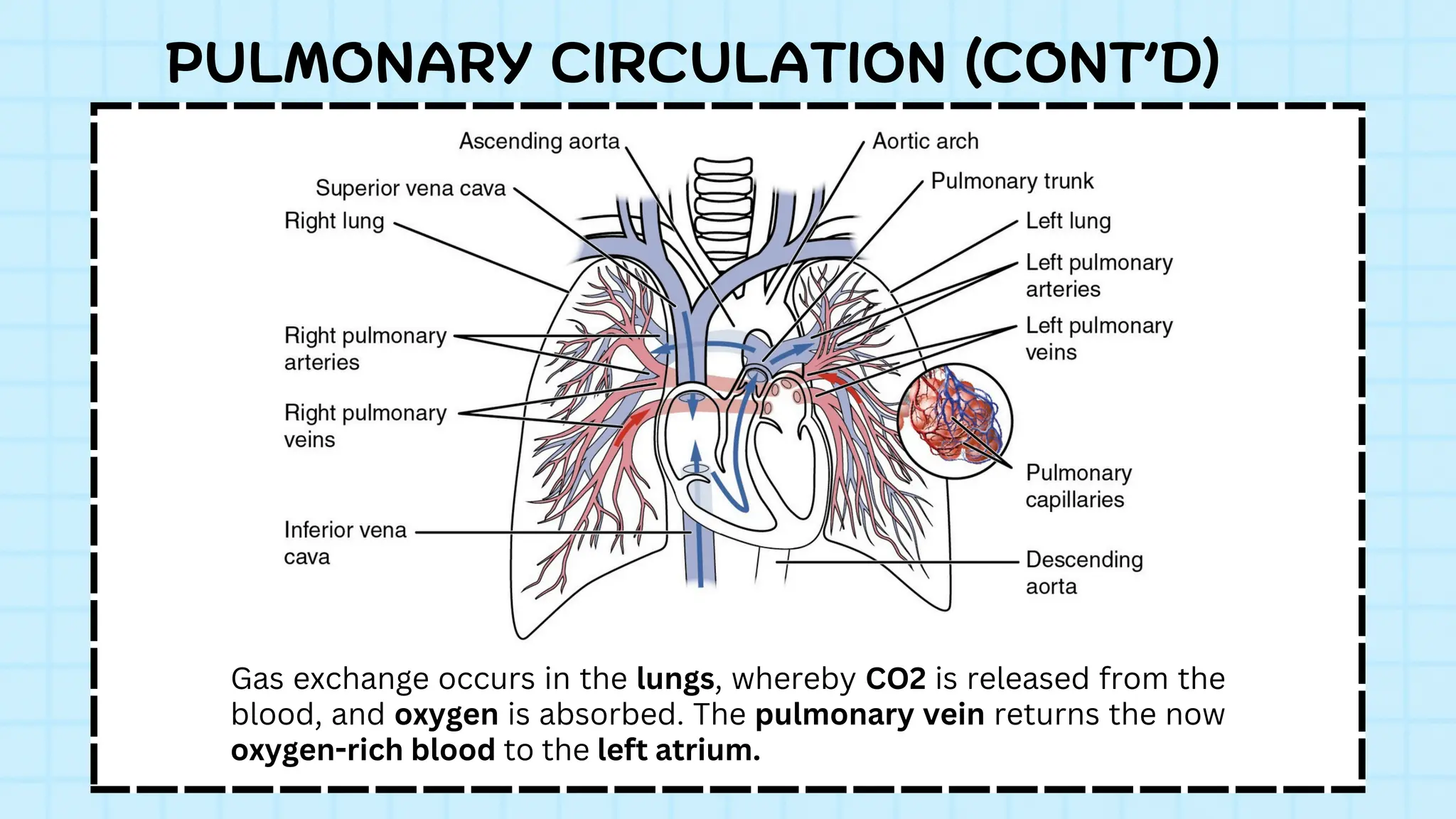 Gas exchange occurs in the lungs, whereby CO2 is released from the
blood, and oxygen is absorbed. The pulmonary vein returns the now
oxygen-rich blood to the left atrium.
PULMONARY CIRCULATION (CONT’D)
 