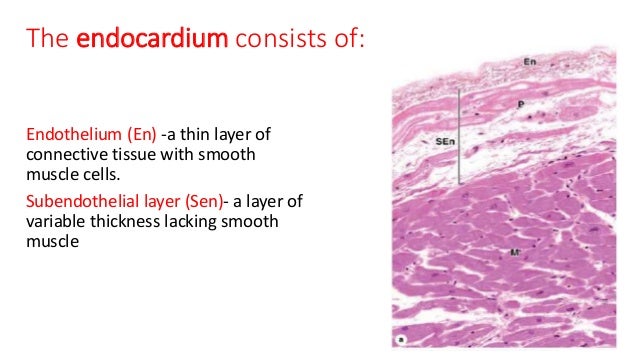 Histology of Circulatory system