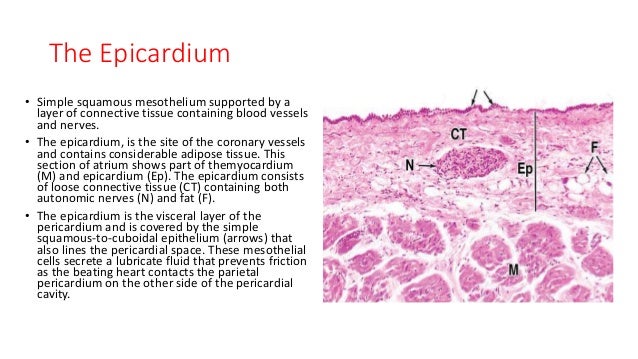 Histology of Circulatory system