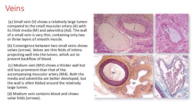 Histology of Circulatory system