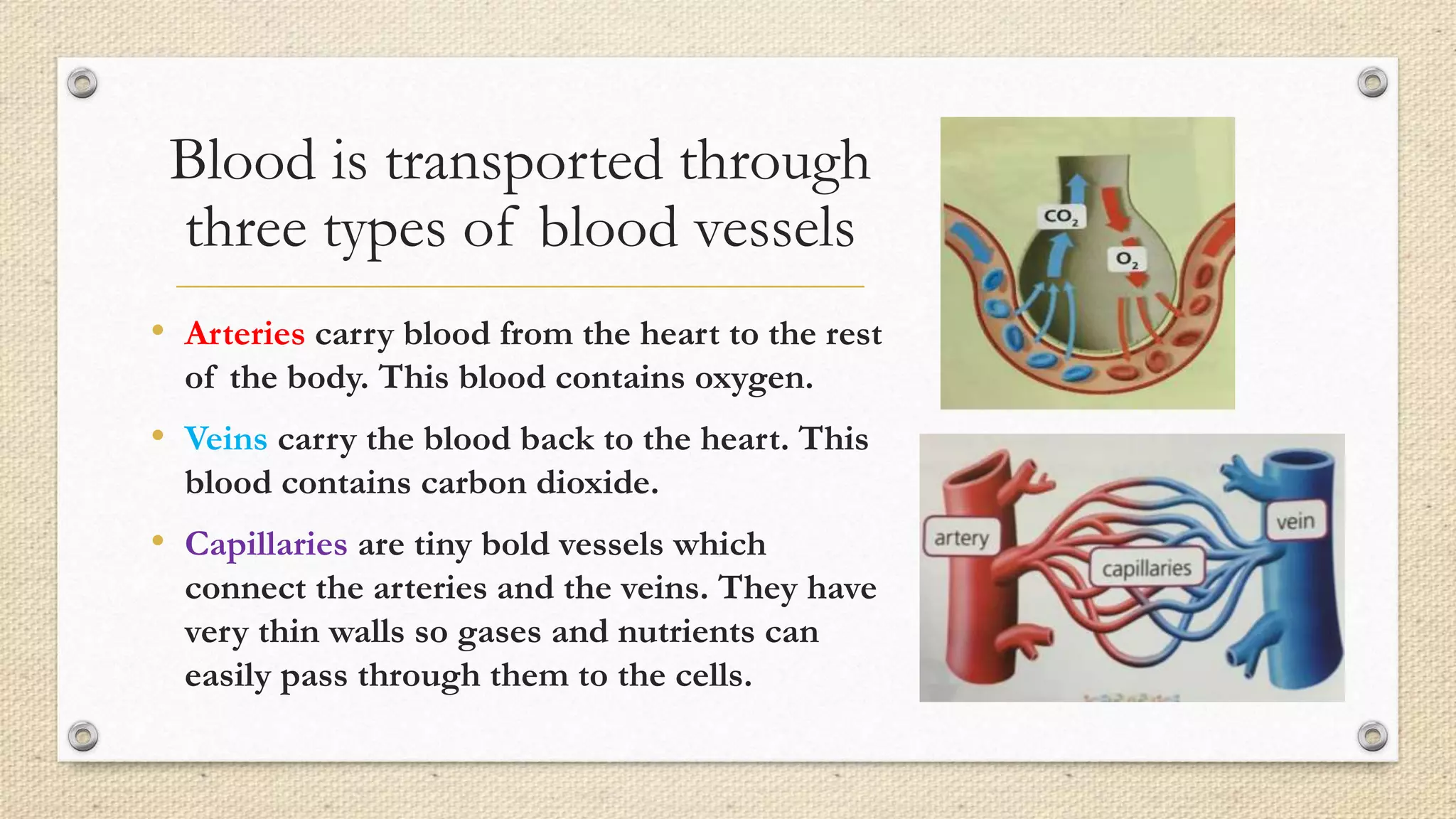 Blood is transported through
three types of blood vessels
• Arteries carry blood from the heart to the rest
of the body. This blood contains oxygen.
• Veins carry the blood back to the heart. This
blood contains carbon dioxide.
• Capillaries are tiny bold vessels which
connect the arteries and the veins. They have
very thin walls so gases and nutrients can
easily pass through them to the cells.
 