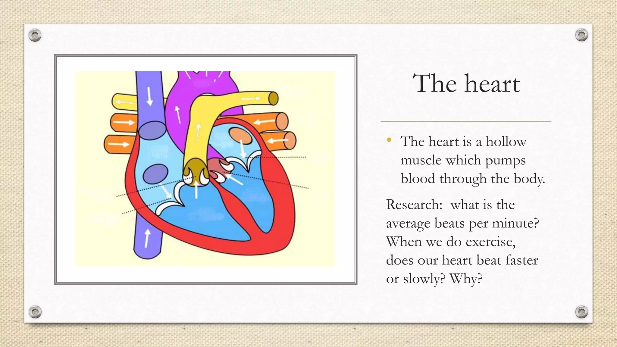 The heart
• The heart is a hollow
muscle which pumps
blood through the body.
Research: what is the
average beats per minute?
When we do exercise,
does our heart beat faster
or slowly? Why?
 