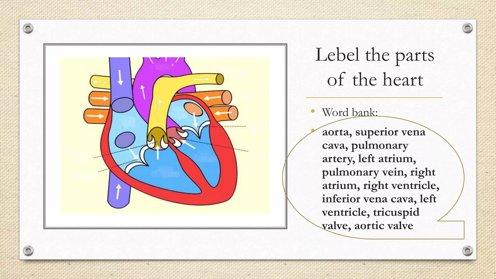 Lebel the parts
of the heart
• Word bank:
• aorta, superior vena
cava, pulmonary
artery, left atrium,
pulmonary vein, right
atrium, right ventricle,
inferior vena cava, left
ventricle, tricuspid
valve, aortic valve
 