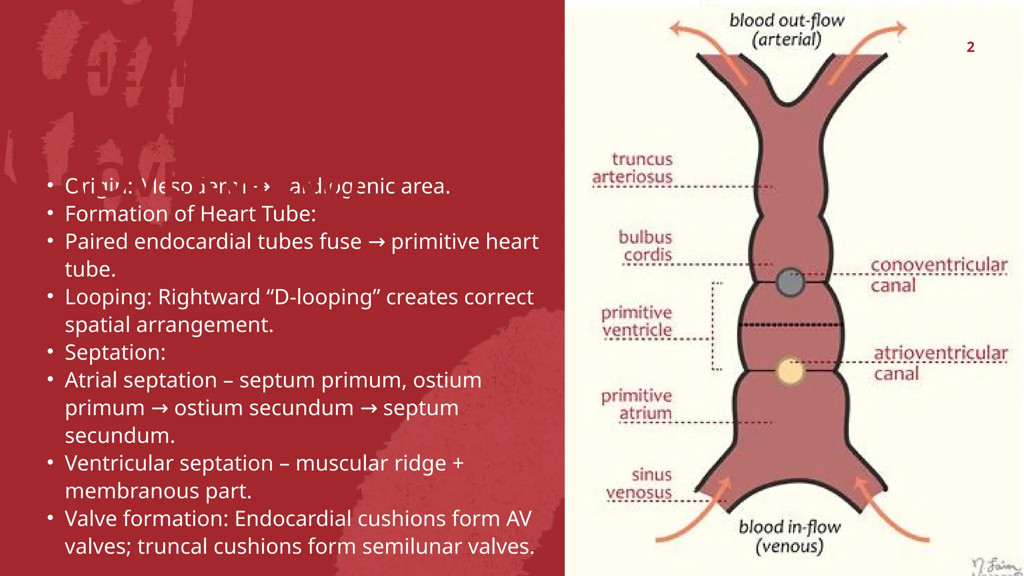 Mesodermal Heart The Circulatory System Education Presentation in Red Pink Education ...
