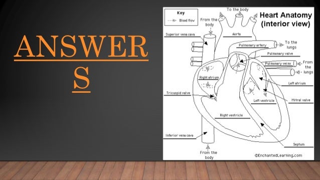The Circulatory System Tasks